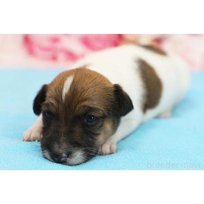 販売中の神奈川県のジャックラッセルテリア-433560の1枚目