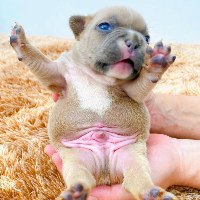 販売中の鹿児島県のフレンチブルドッグ-432032