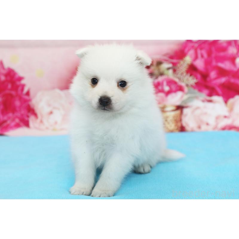 販売中の神奈川県の日本スピッツ-430103