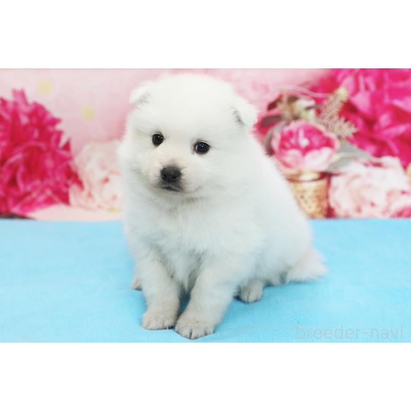 販売中の神奈川県の日本スピッツ-430104の1枚目