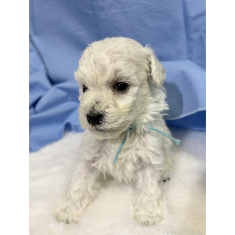 成約済の千葉県のトイプードル-432506の17枚目