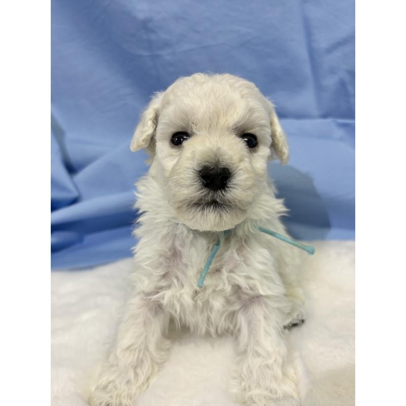 成約済の千葉県のトイプードル-432506の16枚目