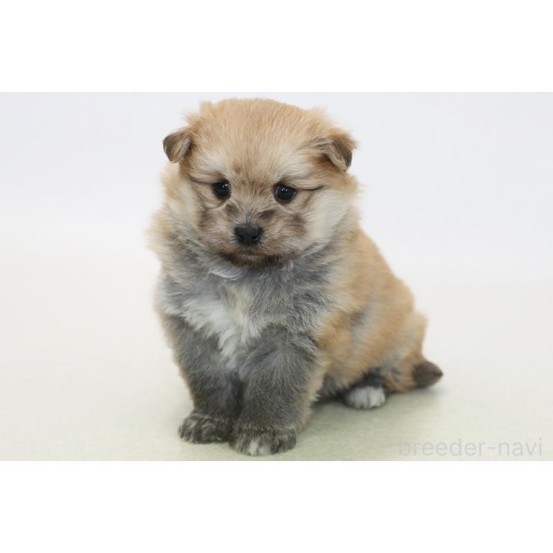 販売中の神奈川県のポメマル:ポメラニアン×マルチーズ-430106