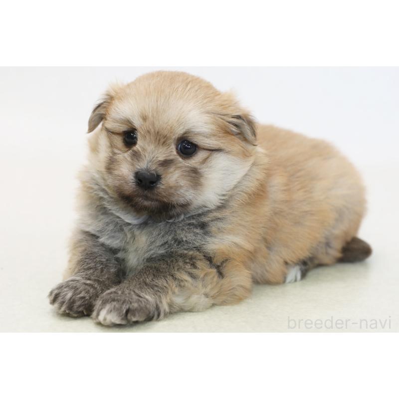 販売中の神奈川県のポメマル:ポメラニアン×マルチーズ-430106の2枚目
