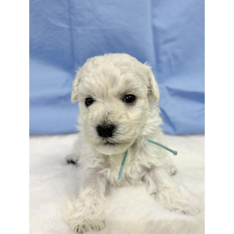 成約済の千葉県のトイプードル-432506の15枚目