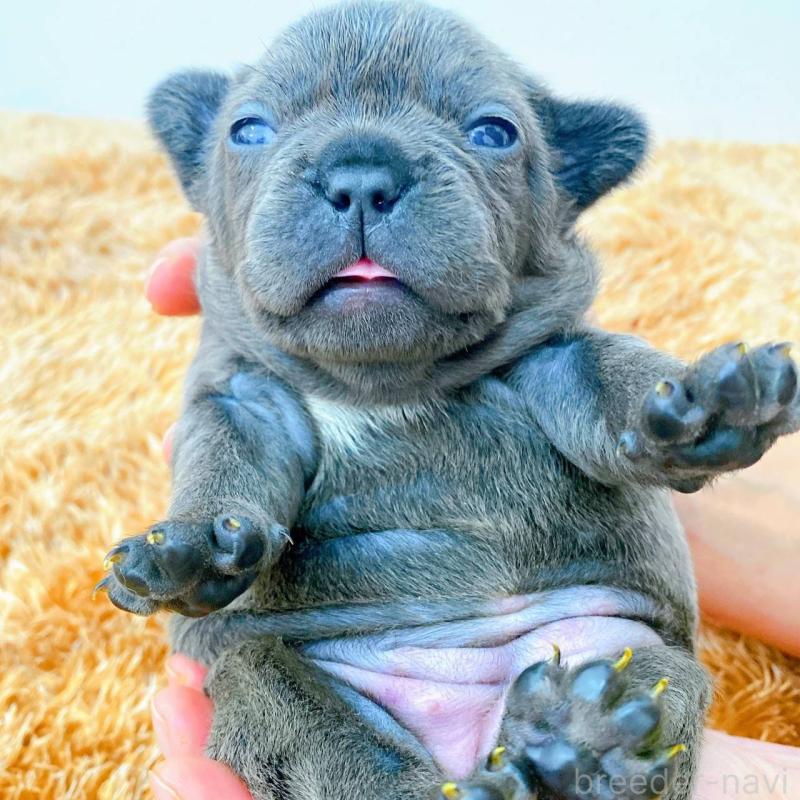 販売中の鹿児島県のフレンチブルドッグ-432048