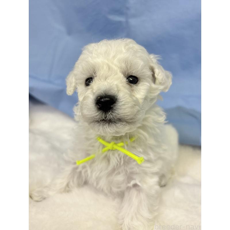販売中の千葉県のトイプードル-432508の19枚目