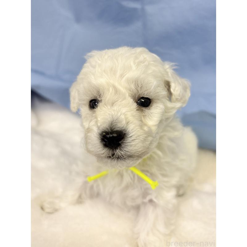 販売中の千葉県のトイプードル-432508の18枚目