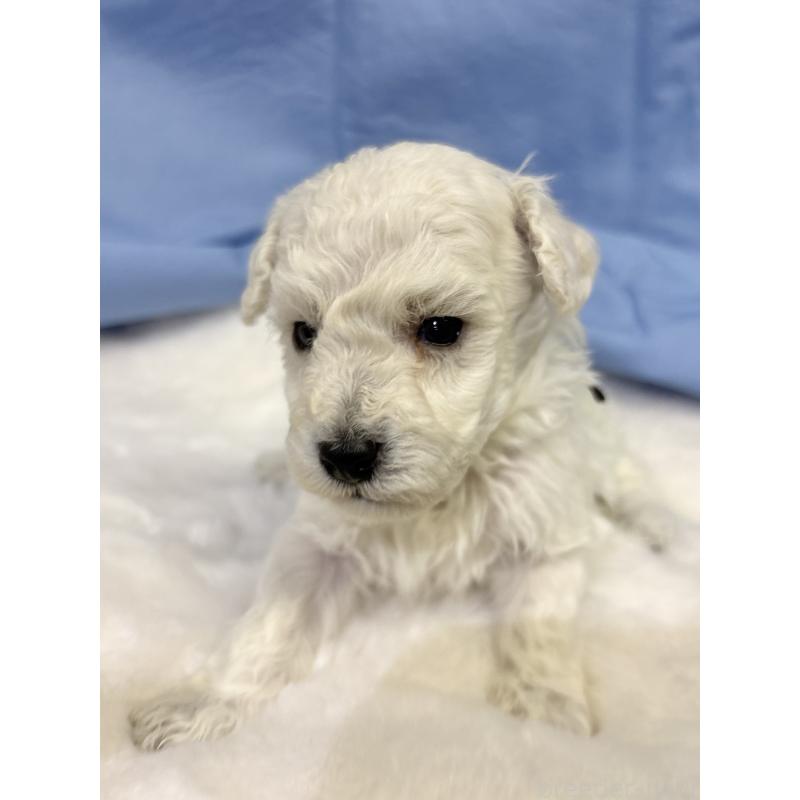 成約済の千葉県のトイプードル-432511の19枚目