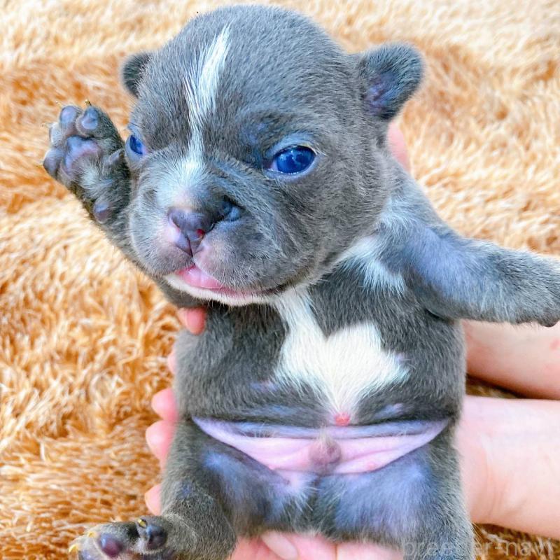 販売中の鹿児島県のフレンチブルドッグ-432042