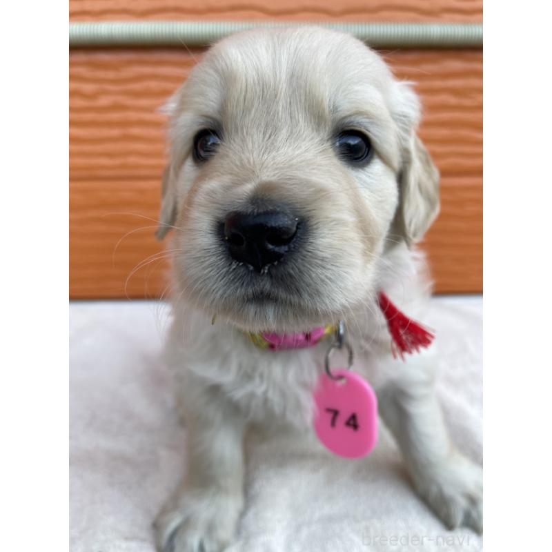 販売中の茨城県のゴールデンレトリーバー-433562の9枚目