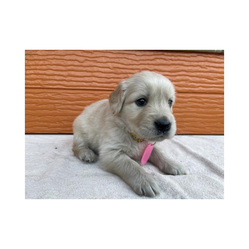 販売中の茨城県のゴールデンレトリーバー-433562の7枚目