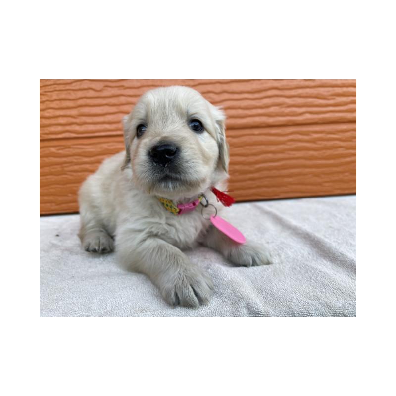 販売中の茨城県のゴールデンレトリーバー-433562の6枚目