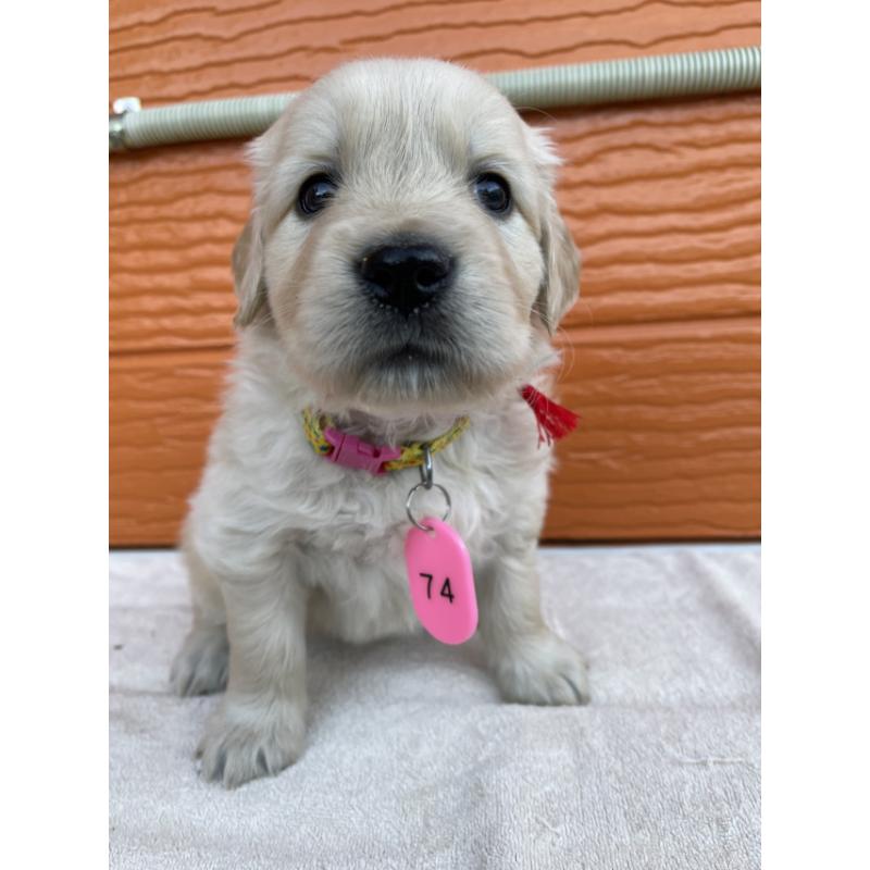 販売中の茨城県のゴールデンレトリーバー-433562の5枚目