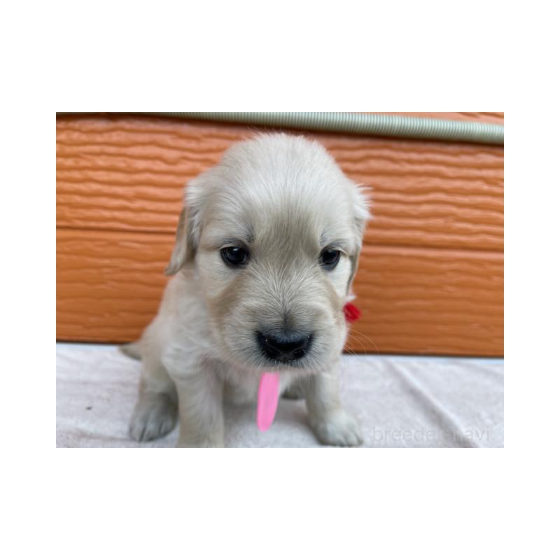 販売中の茨城県のゴールデンレトリーバー-433562の4枚目