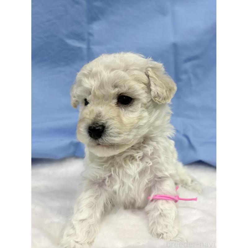 成約済の千葉県のトイプードル-432513の17枚目