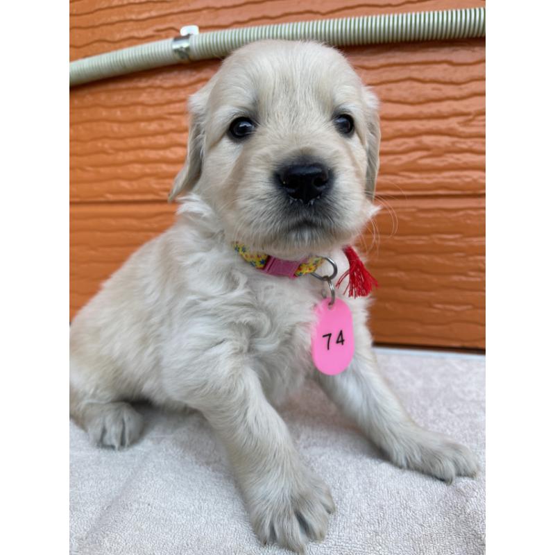 販売中の茨城県のゴールデンレトリーバー-433562の3枚目