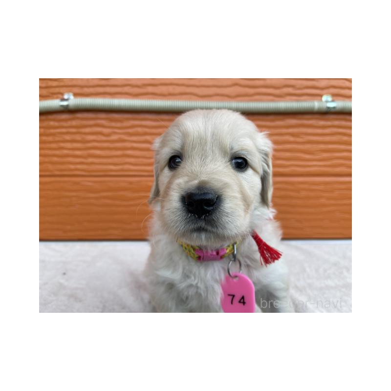 販売中の茨城県のゴールデンレトリーバー-433562の2枚目