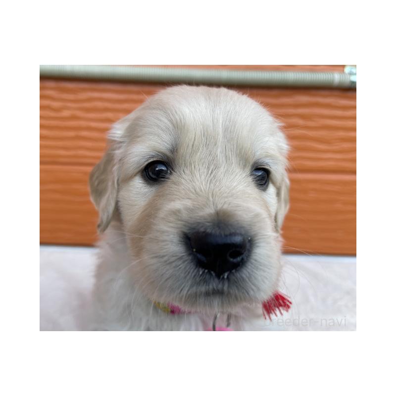 販売中の茨城県のゴールデンレトリーバー-433562