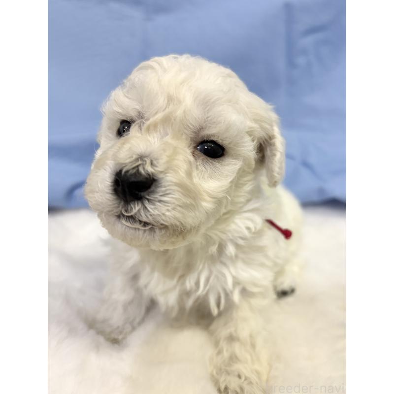 販売中の千葉県のトイプードル-432514の20枚目