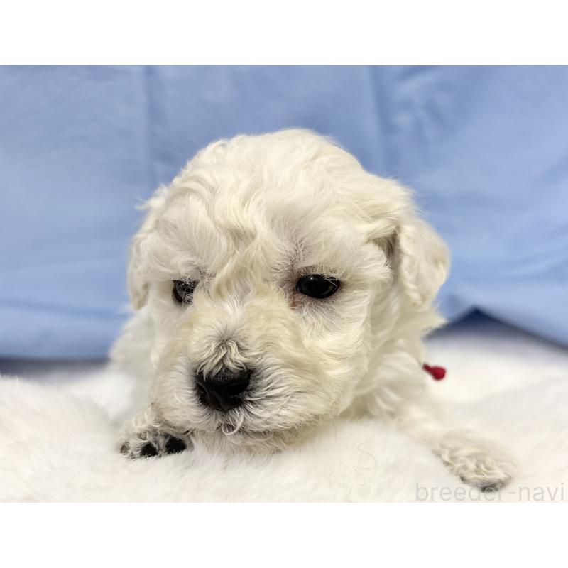 販売中の千葉県のトイプードル-432514の19枚目