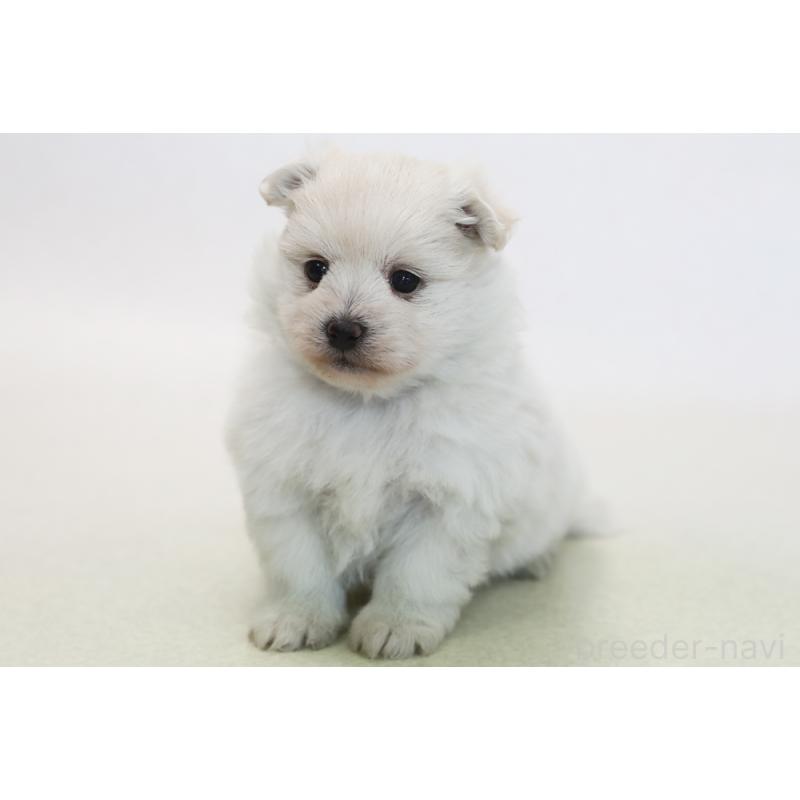販売中の神奈川県のポメマル:ポメラニアン×マルチーズ-430107