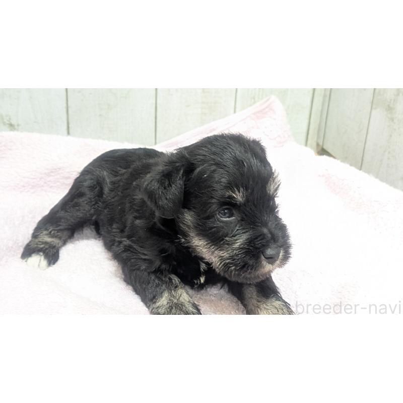 成約済の熊本県のミニチュアシュナウザー-432241の16枚目