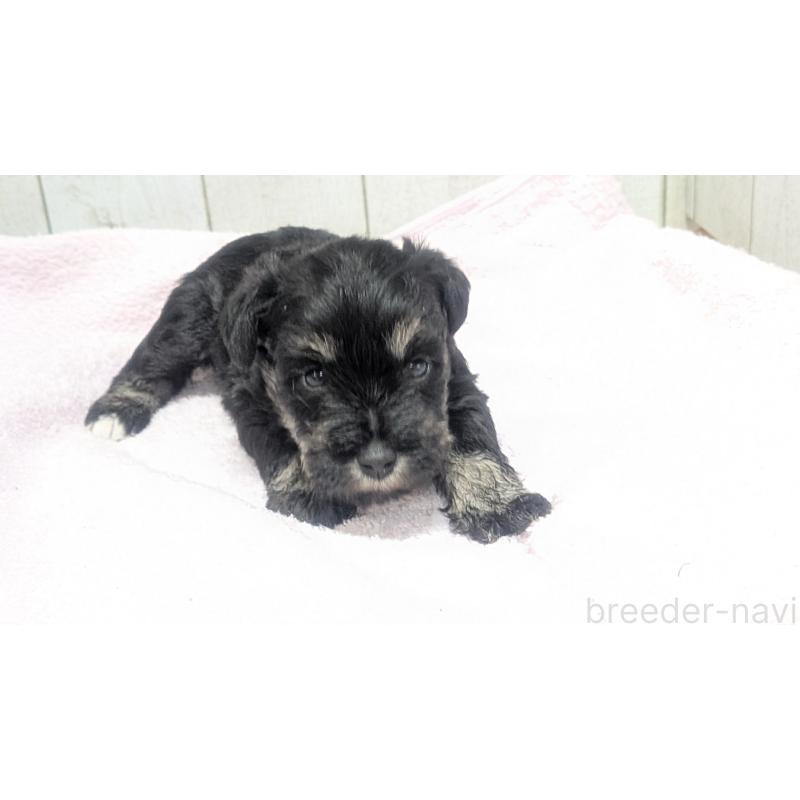 成約済の熊本県のミニチュアシュナウザー-432241の15枚目