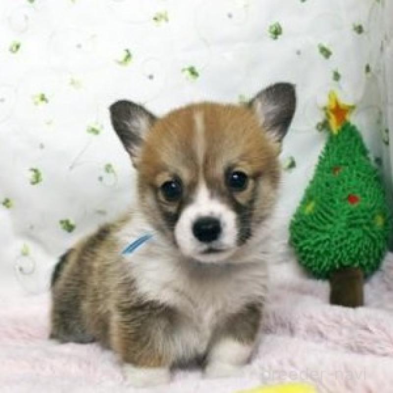 販売中の栃木県のウェルシュコーギーペンブローク-433563の1枚目