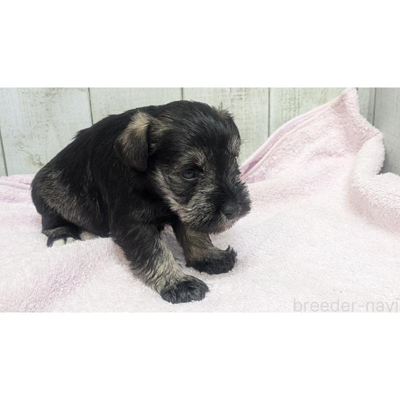 販売中の熊本県のミニチュアシュナウザー-430940の19枚目