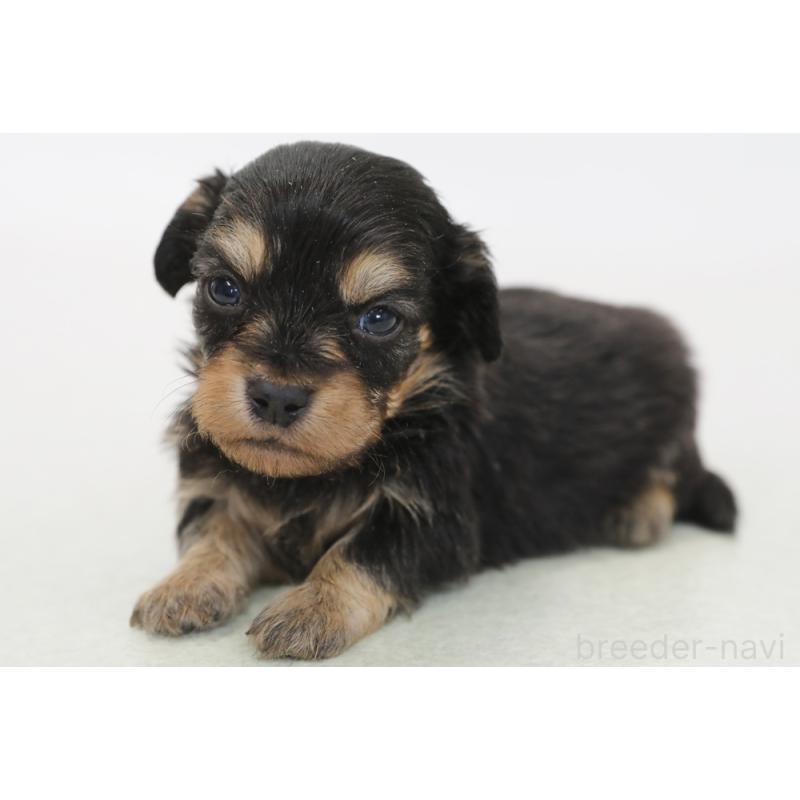 販売中の神奈川県のチワックス:チワワ×ミニチュアダックスフンド-431475