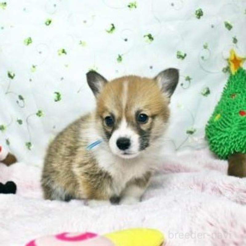 販売中の栃木県のウェルシュコーギーペンブローク-433563の4枚目