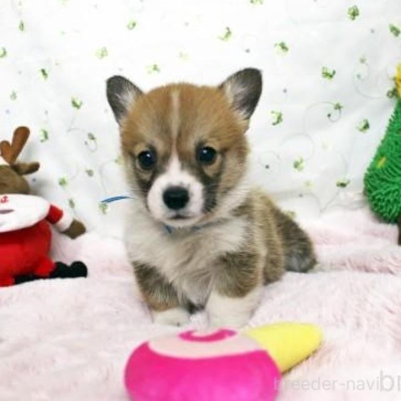 販売中の栃木県のウェルシュコーギーペンブローク-433563の3枚目