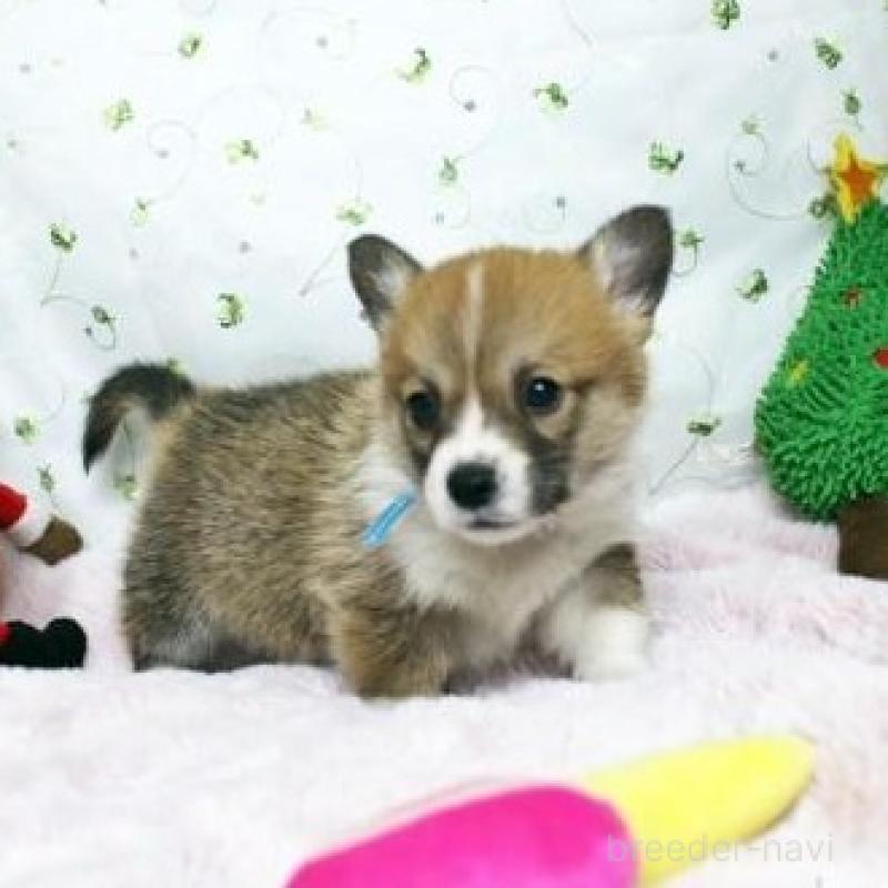 販売中の栃木県のウェルシュコーギーペンブローク-433563の2枚目