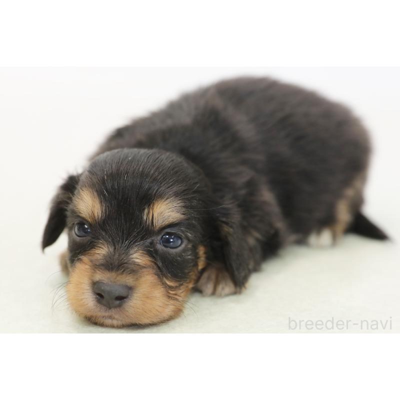 販売中の神奈川県のチワックス:チワワ×ミニチュアダックスフンド-431476