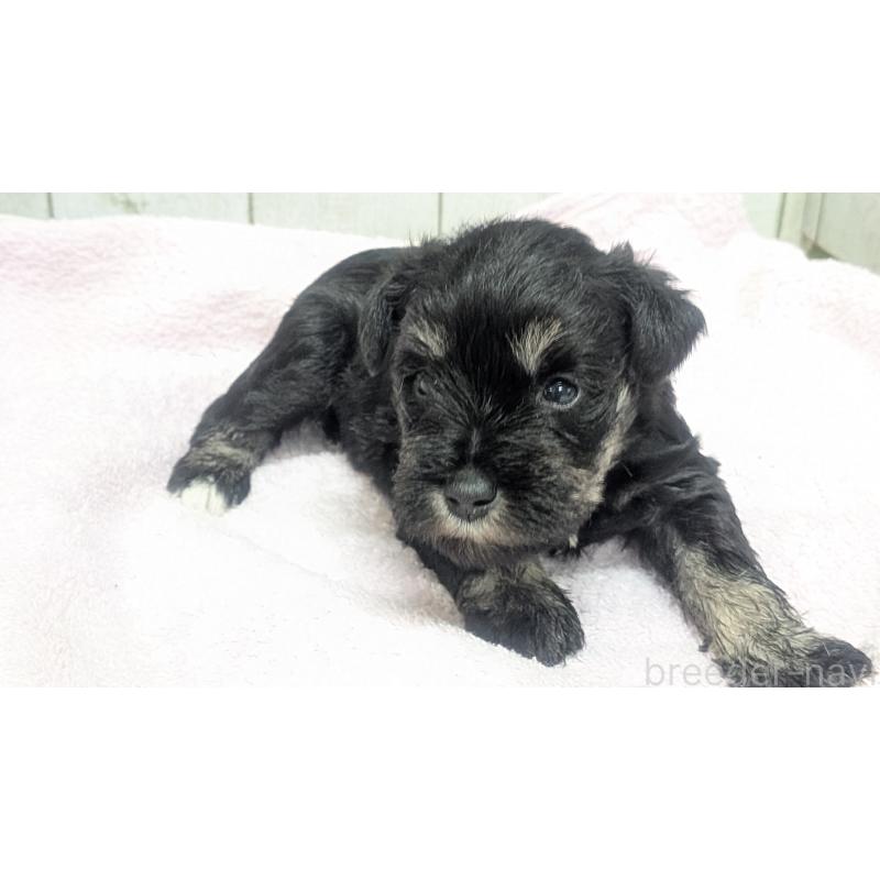 成約済の熊本県のミニチュアシュナウザー-432238の7枚目