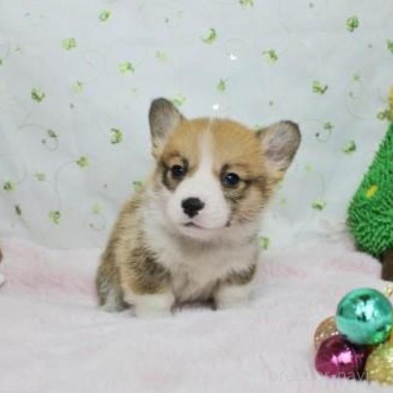 販売中の栃木県のウェルシュコーギーペンブローク-433564の5枚目