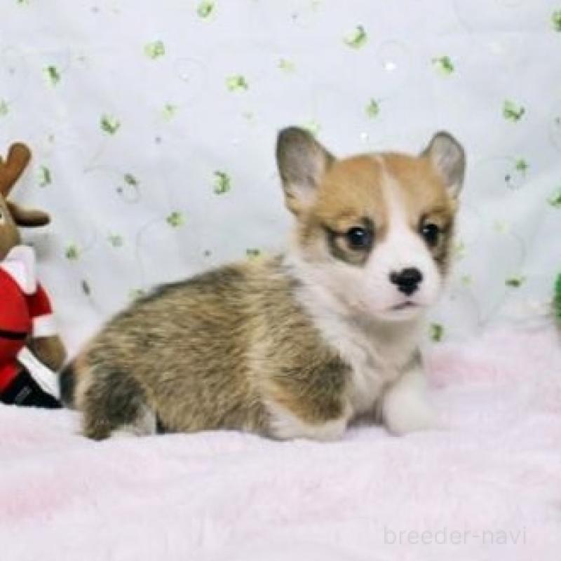 販売中の栃木県のウェルシュコーギーペンブローク-433564の4枚目