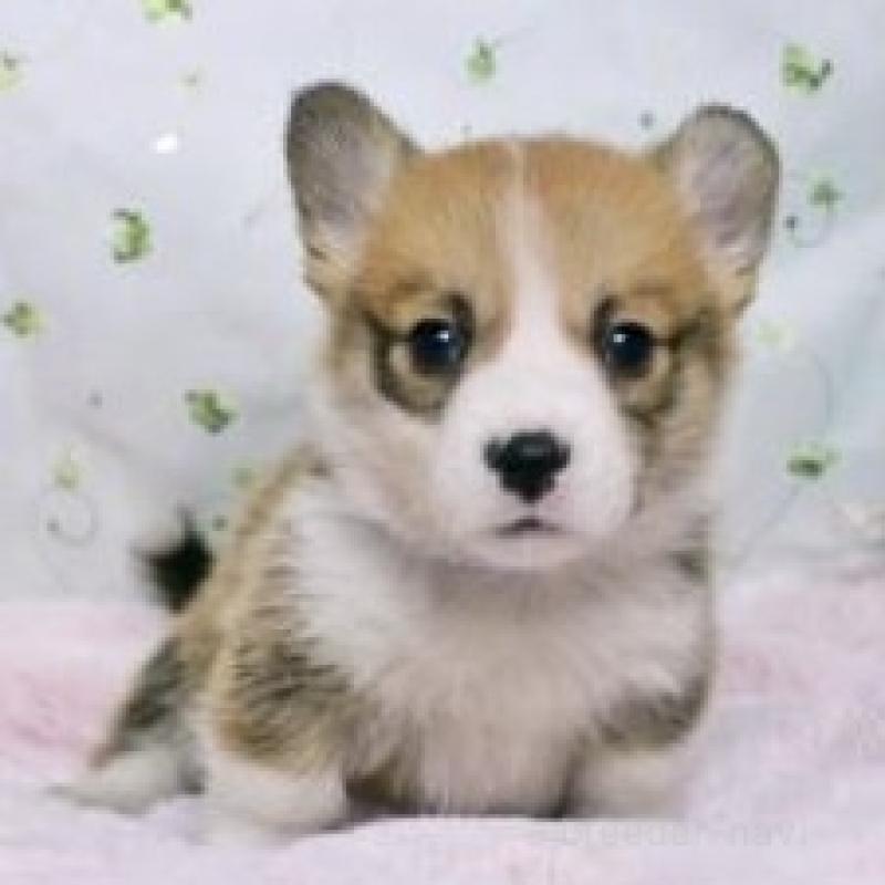 販売中の栃木県のウェルシュコーギーペンブローク-433564