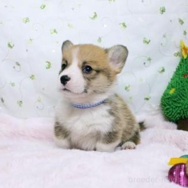 販売中の栃木県のウェルシュコーギーペンブローク-433564の3枚目