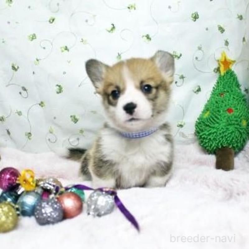 販売中の栃木県のウェルシュコーギーペンブローク-433564の2枚目