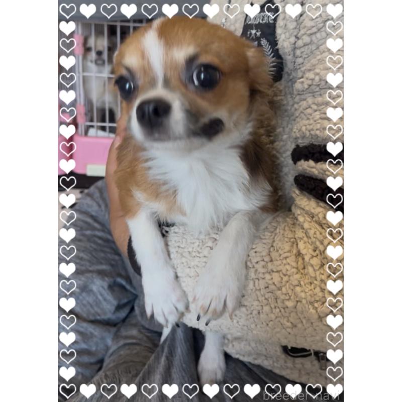 販売中の東京都のチワワ(ロングコート)-406740