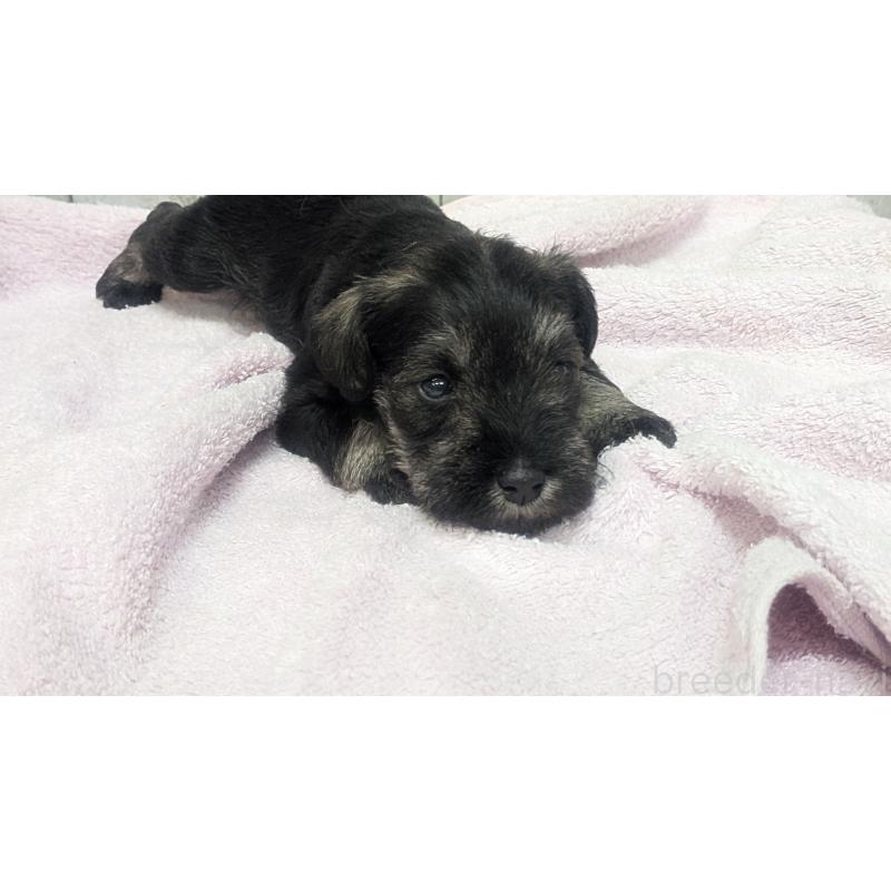 成約済の熊本県のミニチュアシュナウザー-430939の4枚目