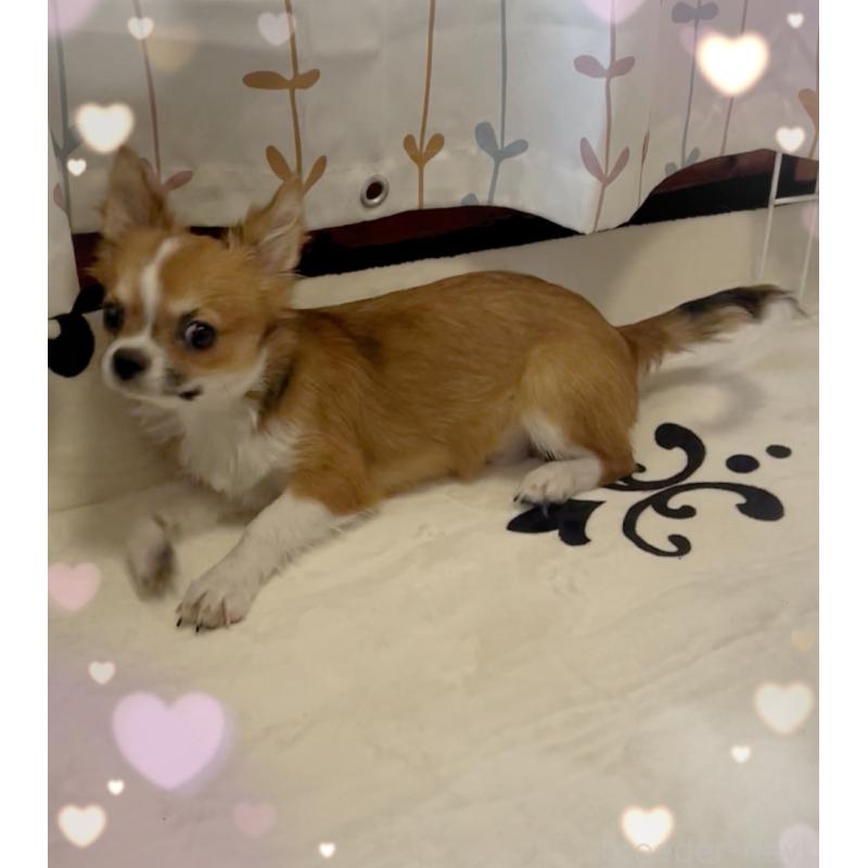 販売中の東京都のチワワ(ロングコート)-406740の2枚目