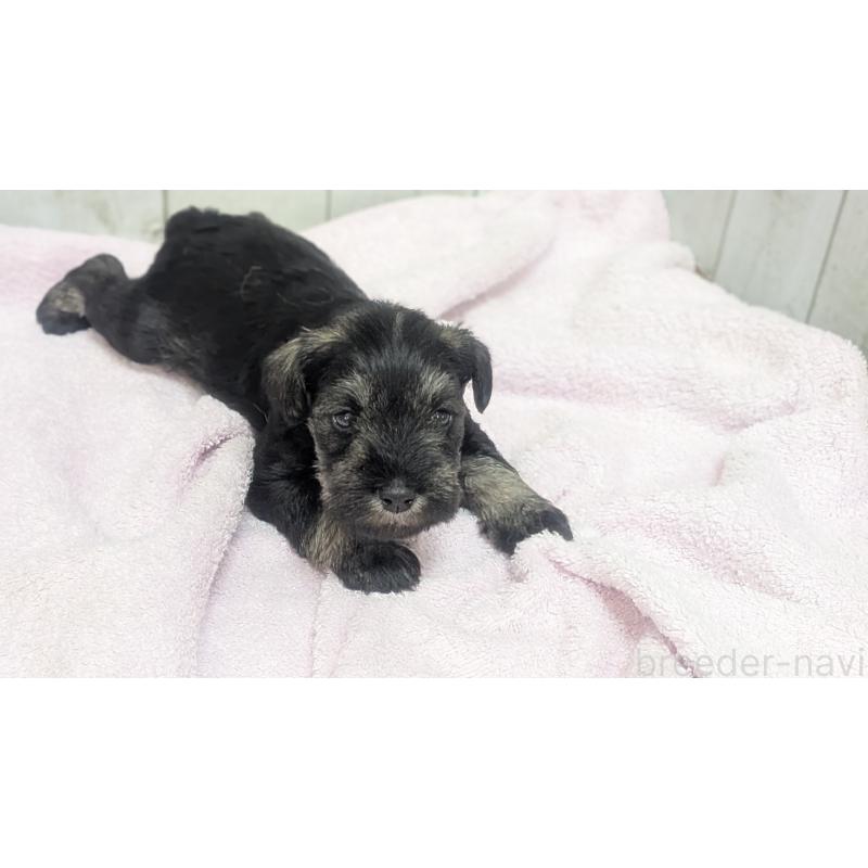 成約済の熊本県のミニチュアシュナウザー-430939の3枚目