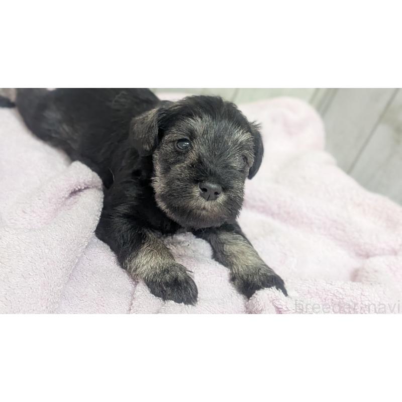 成約済の熊本県のミニチュアシュナウザー-430939の2枚目