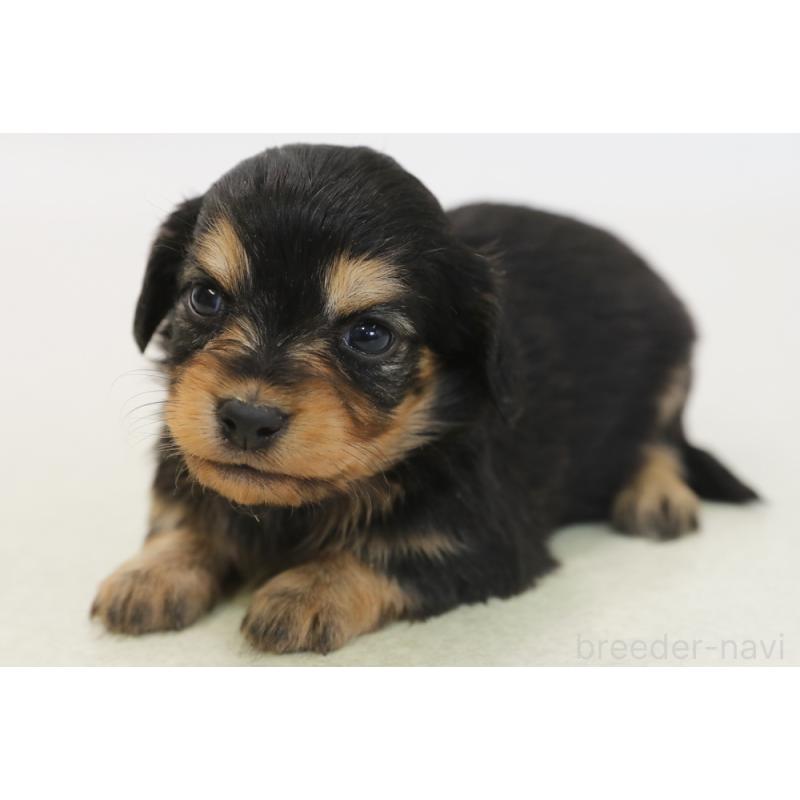 販売中の神奈川県のチワックス:チワワ×ミニチュアダックスフンド-431478