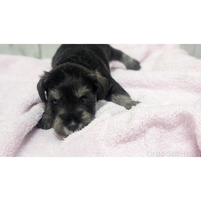 成約済の熊本県のミニチュアシュナウザー-432239の18枚目