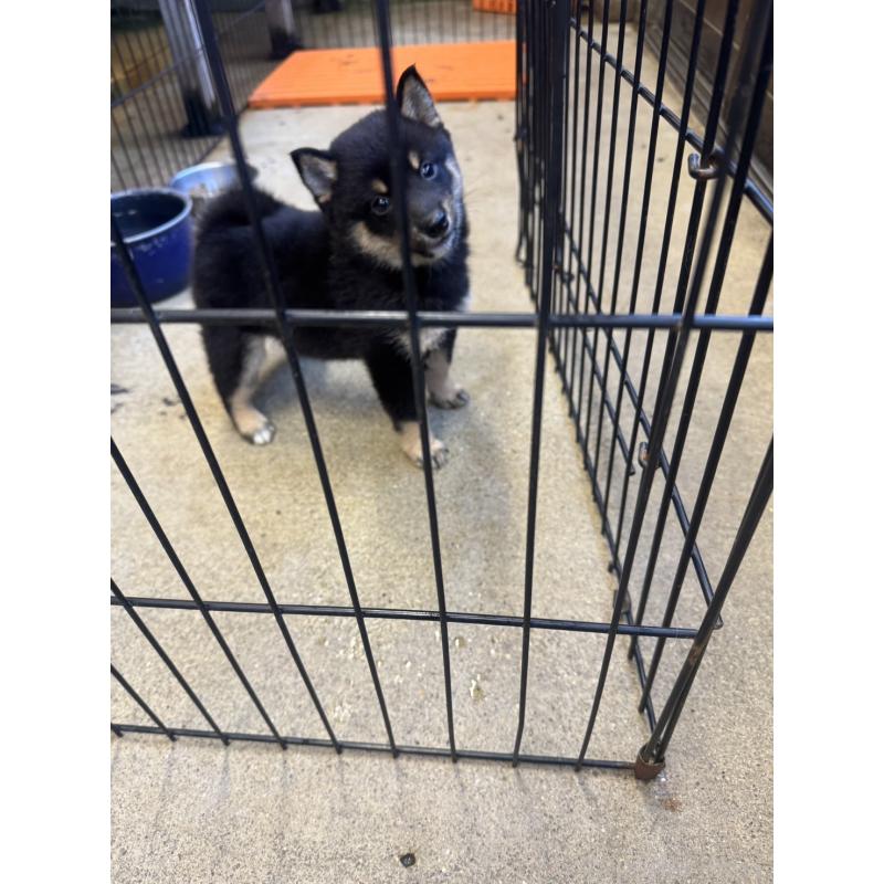 成約済の岐阜県の豆柴-423683の3枚目