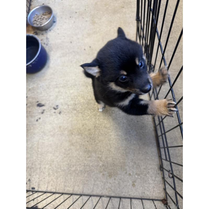 成約済の岐阜県の豆柴-423683の2枚目